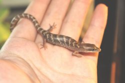 画像8: テキサスアリゲータートカゲ