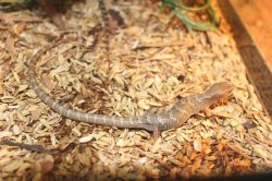 画像2: テキサスアリゲータートカゲ