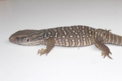 画像3: サバンナモニター　25ｃｍオーバー