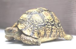 画像2: ソマリアリクガメＣ個体　ご売約頂きました