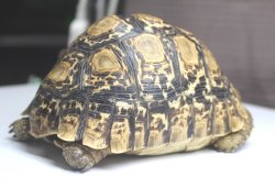 画像3: ソマリアリクガメＡ個体 T様ご売約