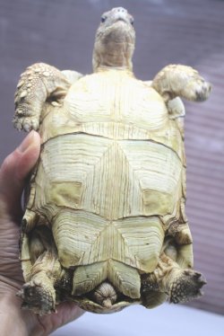 画像4: ソマリアリクガメＣ個体　ご売約頂きました