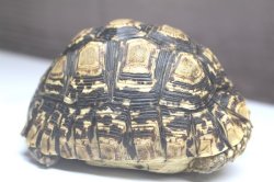 画像4: ソマリアリクガメＤ個体