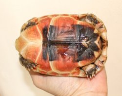 画像4: ソリガメＡ個体