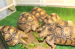 画像6: ソマリアリクガメＣ個体　ご売約頂きました