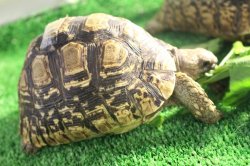 画像9: ソマリアリクガメＤ個体