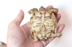 画像6: バブコックヒョウモンリクガメ　ケニア東部産Ｂ個体完売しました