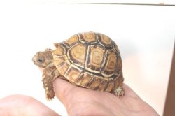 画像2: バブコックヒョウモンリクガメ　ケニア東部産Ｂ個体完売しました