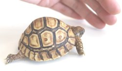 画像6: バブコックヒョウモンリクガメ　ケニア東部産　Ａ個体　ご売約済み