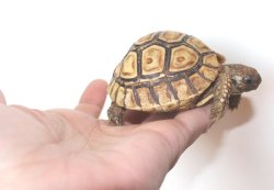 画像4: バブコックヒョウモンリクガメ　ケニア東部産　Ａ個体　ご売約済み