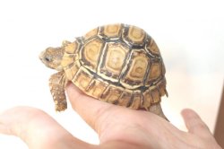 画像4: バブコックヒョウモンリクガメ　ケニア東部産Ｂ個体完売しました