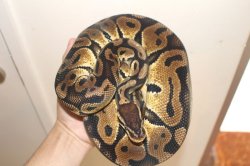 画像6: ボールパイソン　パステル　♂　約1ｋｇ
