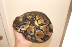 画像2: ボールパイソン　パステル　♂　約1ｋｇ