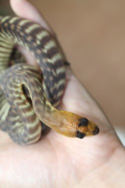 画像4: ウォマ　♂ B