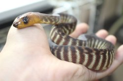 画像6: ウォマ　♂ B