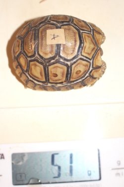 画像7: バブコックヒョウモンリクガメ　ケニア東部産　Ａ個体　ご売約済み