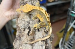 画像3: ピンストライプ　（グリーンタイプ）　♂　クレステッドゲッコー