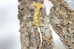 画像2: ピンストライプ　（グリーンタイプ）　♂　クレステッドゲッコー