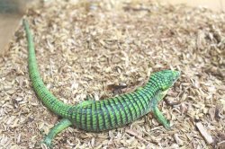 画像6: アオキノボリアリゲーター（アブロニア）ペア　ご売約