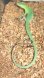 画像4: ミドリガストロカナヘビ　　♂♀ペア（ご売約頂きました）