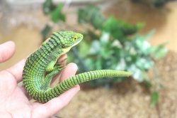 画像5: アオキノボリアリゲーター（アブロニア）ペア　ご売約