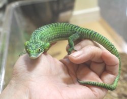 画像9: アオキノボリアリゲーター（アブロニア）ペア　ご売約