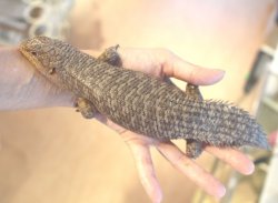 画像5: ストケスイワトカゲ　♂