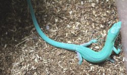 画像7: ミドリガストロカナヘビ　　♂♀ペア（ご売約頂きました）