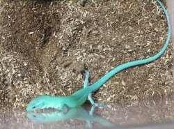 画像10: ミドリガストロカナヘビ　　♂♀ペア（ご売約頂きました）