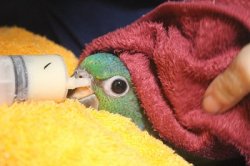 画像2: アケボノインコＰＨＢＩＩ９Ｅ４６７男の子お迎え頂きました♪