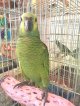 アオボウシインコＰＨＢＩＩ１Ｊ２６０女の子（お迎え頂きました）