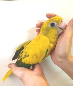 画像1: ニョオウインコＰＨＢＩＩ９Ｅ４５６男の子（お迎え頂きました）