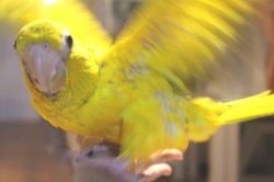 画像4: ニョオウインコＰＨＢＩＩ９Ｅ４５６男の子（お迎え頂きました）