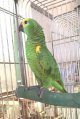 アオボウシインコＰＨＢＩＩ１Ｊ２６１女の子お迎え頂きました