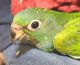 アケボノインコＰＨＢＩＩ９Ｅ４６７男の子お迎え頂きました♪