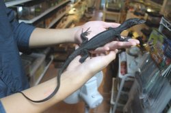 画像7: コマイニーウォーターモニター　ミズオオトカゲ　