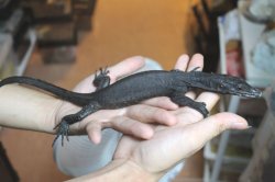 画像6: コマイニーウォーターモニター　ミズオオトカゲ　