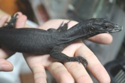 画像4: コマイニーウォーターモニター　ミズオオトカゲ　