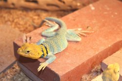 画像3: クビワトカゲ　アクアフレイム　♂♀ペア