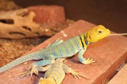 画像6: クビワトカゲ　アクアフレイム　♂♀ペア