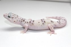 画像5: スノーW＆Y　スノーホワイトアンドイエロー　♂　ヒョウモントカゲモドキ