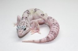 画像8: スノーW＆Y　スノーホワイトアンドイエロー　♂　ヒョウモントカゲモドキ