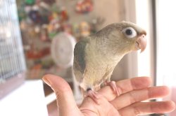 画像4: ホオミドリアカオウロコインコＫ０１９男の子ブルーシナモンお迎え頂きました