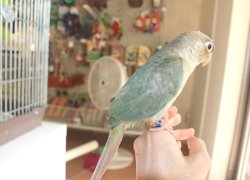 画像3: ホオミドリアカオウロコインコＫ０１９男の子ブルーシナモンお迎え頂きました