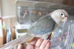 画像1: ホオミドリアカオウロコインコＫ０１８男の子ブルーシナモンお迎え頂きました