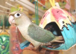 画像1: ホオミドリアカオウロコインコＫ０１９男の子ブルーシナモンお迎え頂きました