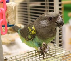 画像2: ムラクモインコＣＺ１６５７１６男の子（お迎え頂きました）