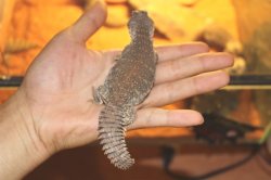 画像4: モロッコサバクトゲオアガマ　　