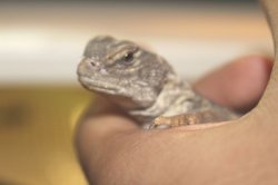 画像5: モロッコサバクトゲオアガマ　　