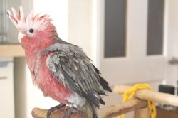 画像2: モモイロインコＨＢ１６００２５男の子(お迎え頂きました）